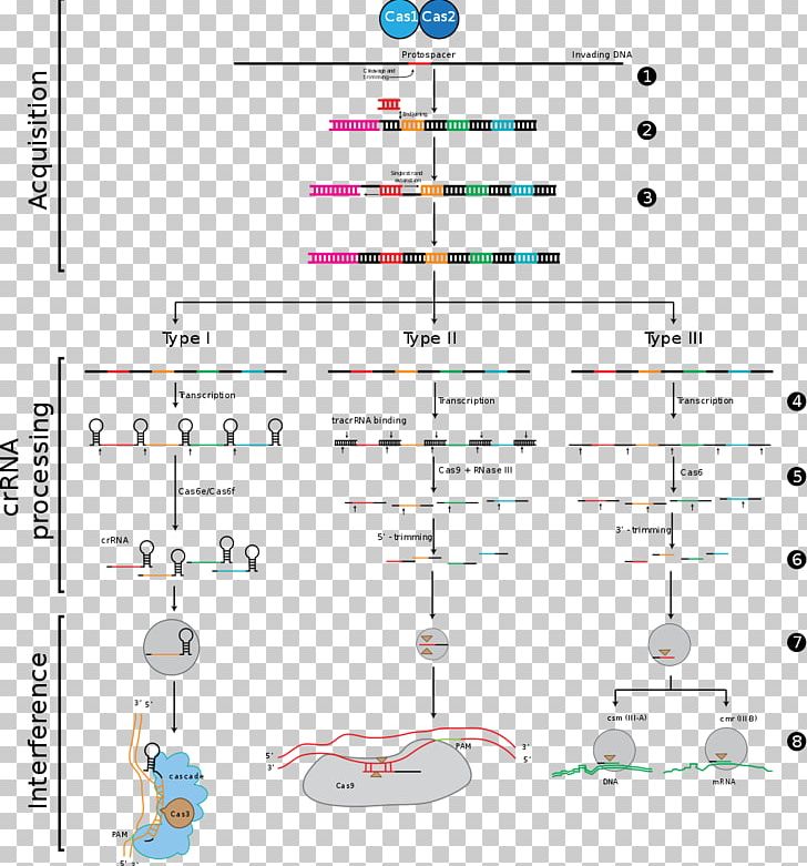 CRISPR Cas9 Bacteria Endonuclease Immune System PNG, Clipart, Adaptive Immune System, Angle, Area, Bacteria, Cas9 Free PNG Download