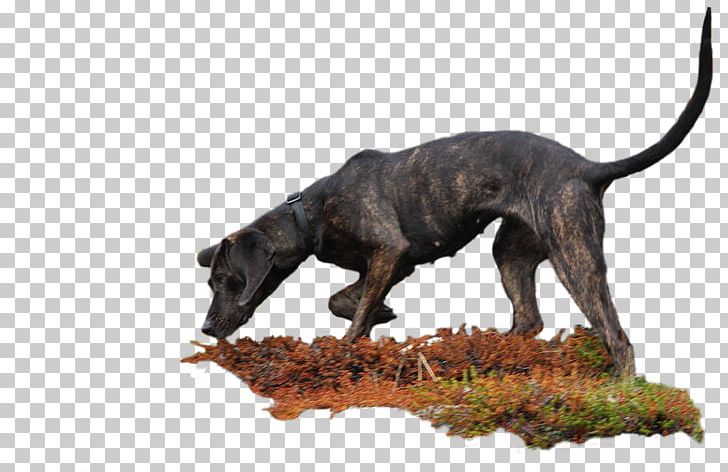 Dog Breed Plott Hound American Kennel Club PNG, Clipart, American Kennel Club, Breed, Carnivoran, Conformation Show, Dog Free PNG Download