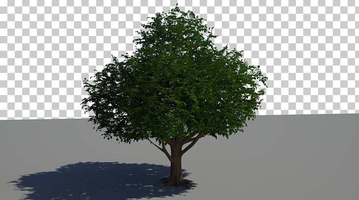 Tree Desktop Woody Plant 1080p PNG, Clipart, 1080p, Branch, Desktop Wallpaper, Display Resolution, Evergreen Free PNG Download