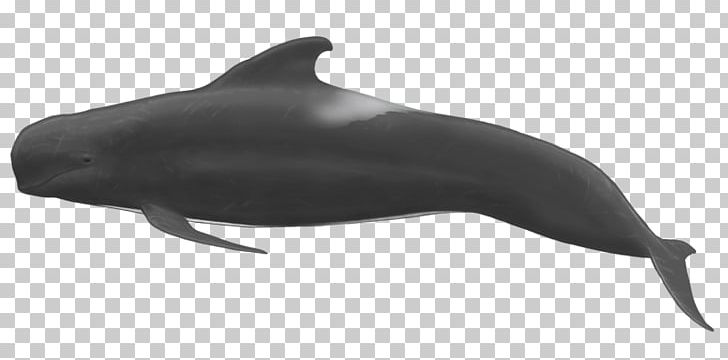 Common Bottlenose Dolphin Short-beaked Common Dolphin Rough-toothed Dolphin Wholphin Tucuxi PNG, Clipart, Black, Bottlenose Dolphin, Common Bottlenose Dolphin, Dolphin, Fauna Free PNG Download
