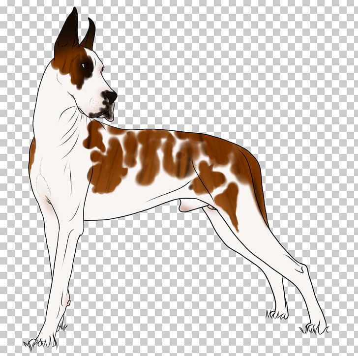 Dog Breed English Foxhound Ibizan Hound Companion Dog PNG, Clipart, Breed, Carnivoran, Companion Dog, Dog, Dog Breed Free PNG Download