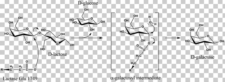 Milk Lactase Galactose Hydrolysis PNG, Clipart, Angle, Beta, Betagalactosidase, Black And White, Dairy Products Free PNG Download