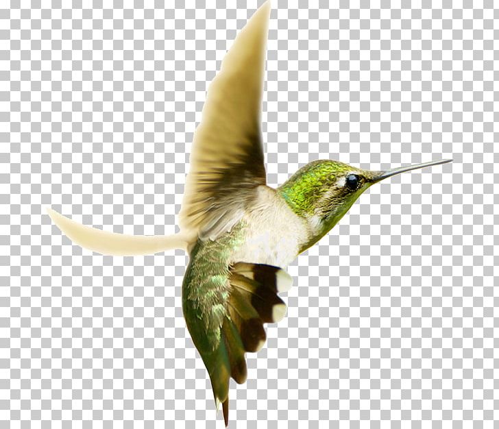 Swallow-tailed Hummingbird Ruby-throated Hummingbird Photography PNG, Clipart, Beak, Bird, Eupetomena, Fauna, Hummingbird Free PNG Download