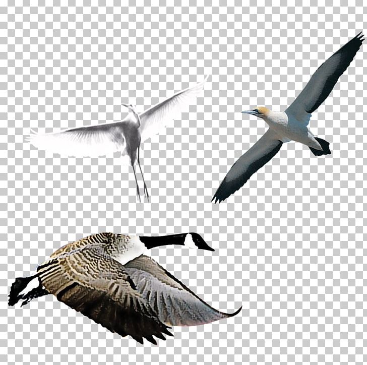 Swan Goose Bird PNG, Clipart, Animal Migration, Animals, Animation, Avialae, Beak Free PNG Download