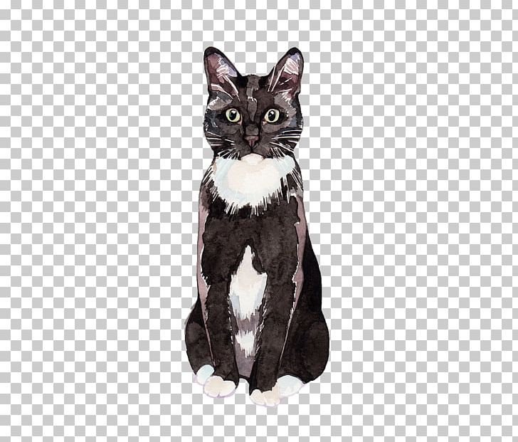 American Shorthair Kitten Black Cat American Wirehair Siamese Cat PNG, Clipart, American Shorthair, Animals, Bicolor Cat, Black, Black And White Free PNG Download
