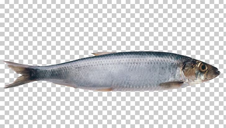 Atlantic Herring Fish Pollock Atlantic Mackerel PNG, Clipart, Anc, Angler, Animals, Animal Source Foods, Atlantic Halibut Free PNG Download