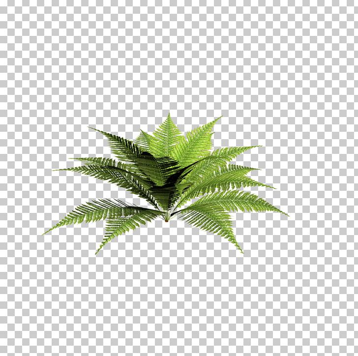 Plant Blechnum Discolor Dryopteris Filix-mas Fern PNG, Clipart, Blechnum, Blechnum Discolor, Burknar, Dryopteris, Dryopteris Filixmas Free PNG Download