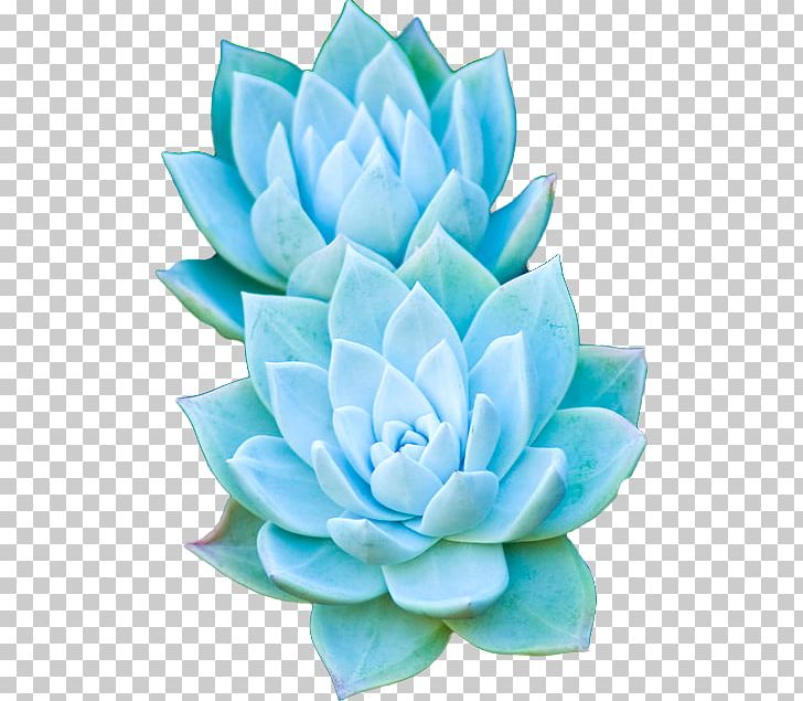 Succulent Plant Cactaceae Garden PNG, Clipart, Aqua, Aquatic Plant, Artificial Flower, Blue, Cactaceae Free PNG Download