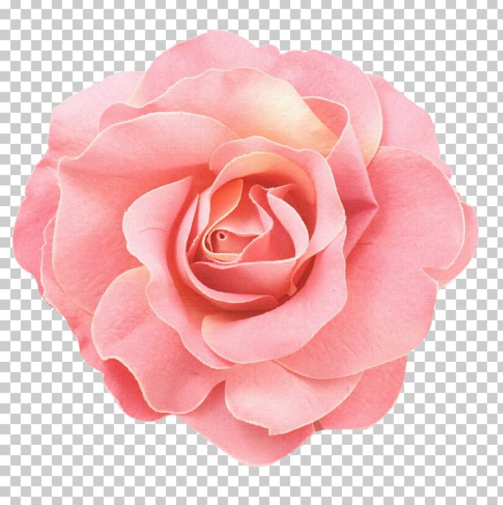 Blue Cut Flowers Red PNG, Clipart, Artificial Flower, Blue, Camellia, Cut Flowers, Drawing Free PNG Download