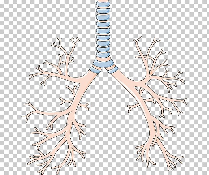 Bronchus Lower Respiratory Tract Lung Pharynx Respiratory System PNG, Clipart, Antler, Branch, Bronchiole, Cardiofaciocutaneous Syndrome, Disease Free PNG Download
