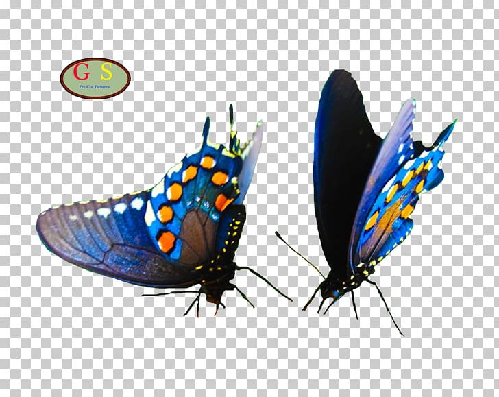 Butterfly Moth Insect Desktop PNG, Clipart, Adult, Arthropod, Brush Footed Butterfly, Butterflies And Moths, Butterfly Free PNG Download