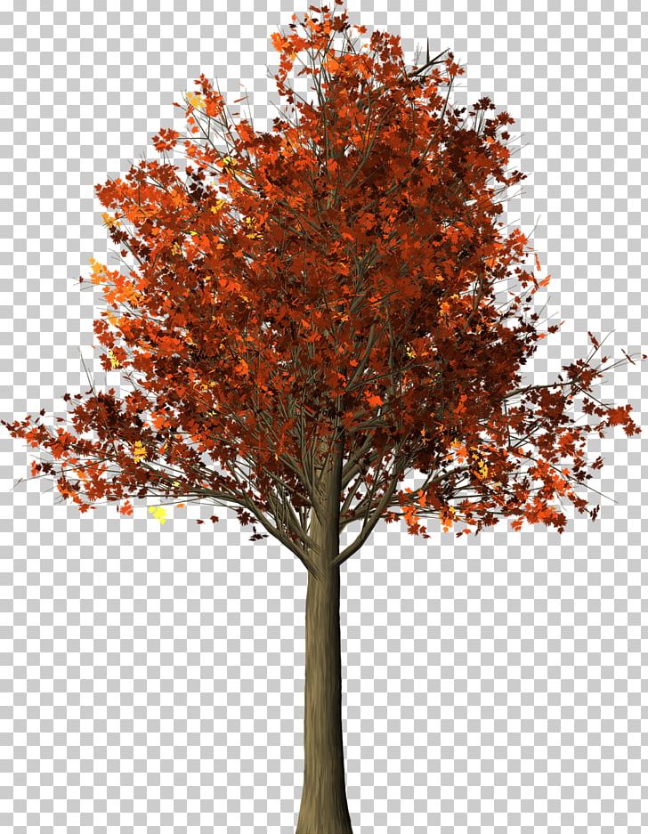 Maple Tree Twig PNG, Clipart, Autumn, Branch, Deciduous, Download, Encapsulated Postscript Free PNG Download