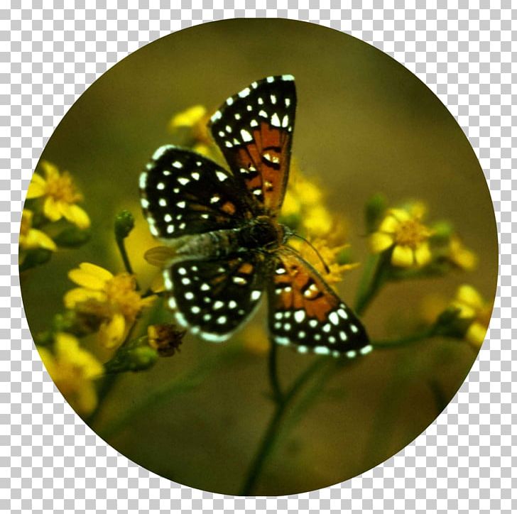 Monarch Butterfly Lange's Metalmark Butterfly Insect Hari Tani Nasional PNG, Clipart,  Free PNG Download