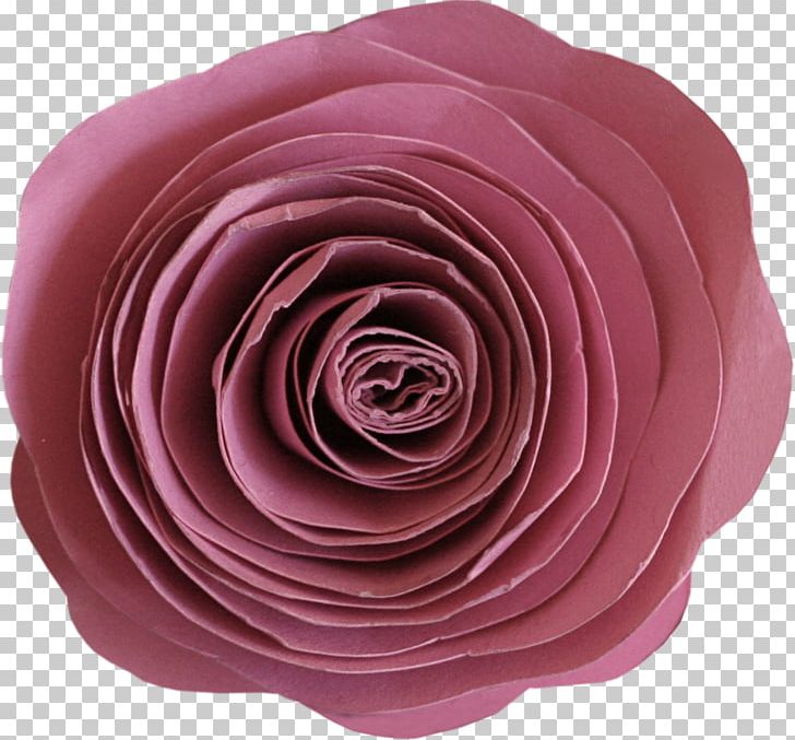 Garden Roses Cabbage Rose Cut Flowers Petal Author PNG, Clipart, Author, Cut Flowers, Flower, Flower Collage, Garden Free PNG Download