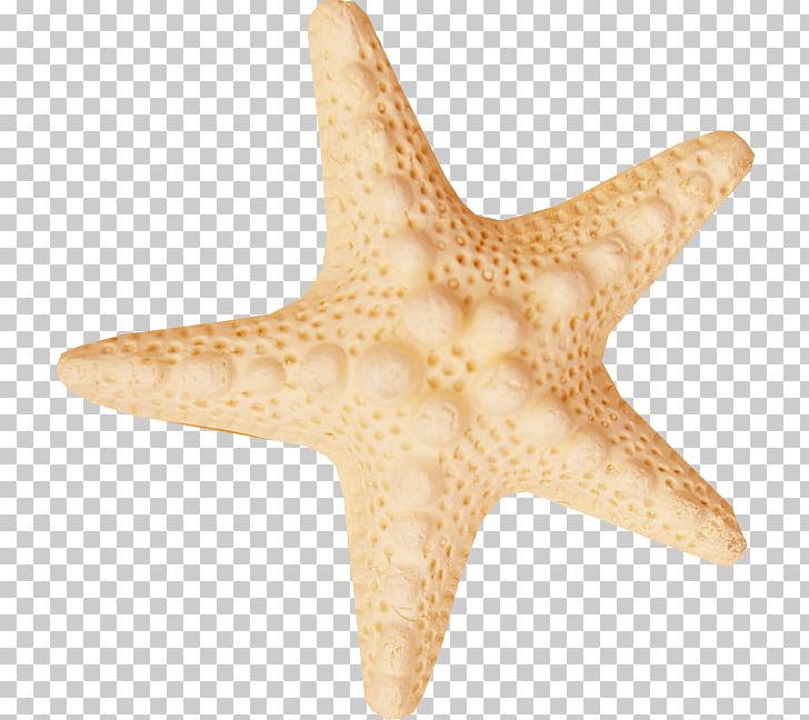 Starfish Sea PNG, Clipart, Animal, Animals, Animation, Beautiful Starfish, Cartoon Starfish Free PNG Download