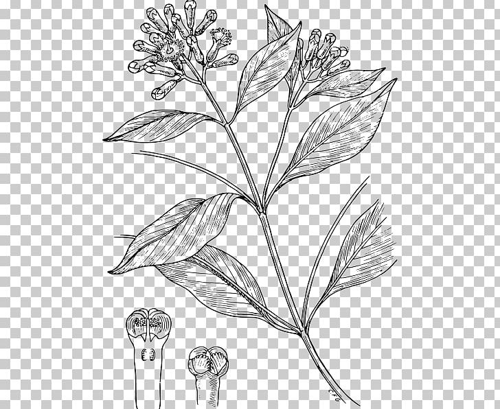 Clove Drawing Condiment Line Art PNG, Clipart, Add, Art, Artwork, Black And White, Branch Free PNG Download