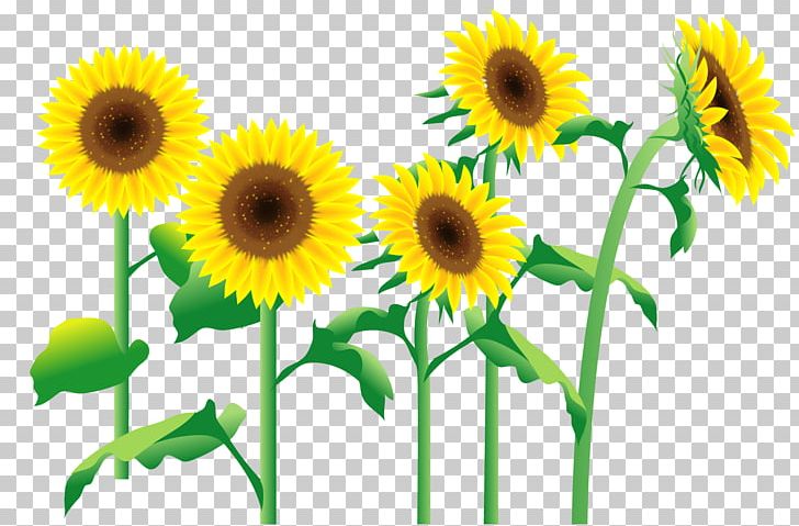 Common Sunflower Photography Illustration PNG, Clipart, Art, Blog, Common Sunflower, Cut Flowers, Daisy Family Free PNG Download