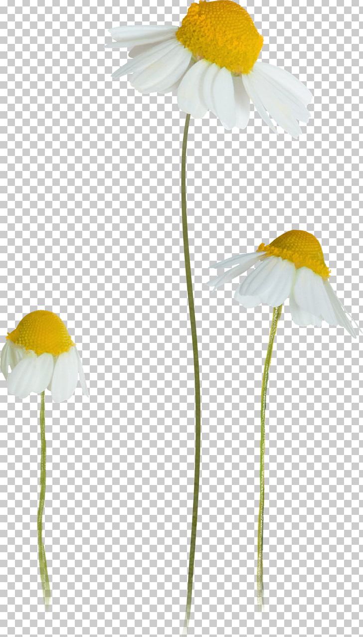 German Chamomile PNG, Clipart, Anthemis, Chamomile, Common Daisy, Flora, Flower Free PNG Download