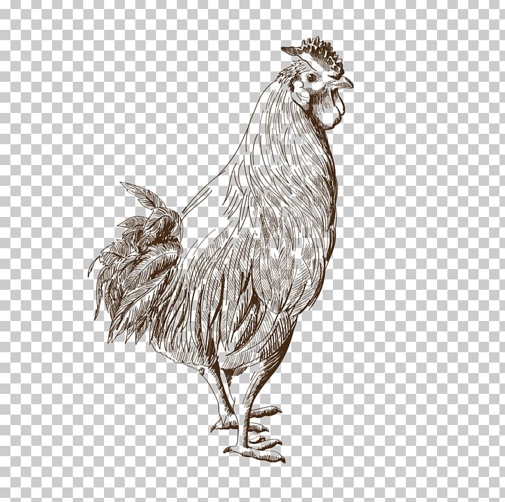 Rooster Bird Of Prey Beak Drawing PNG, Clipart, Animals, Beak, Bird, Bird Of Prey, Black And White Free PNG Download
