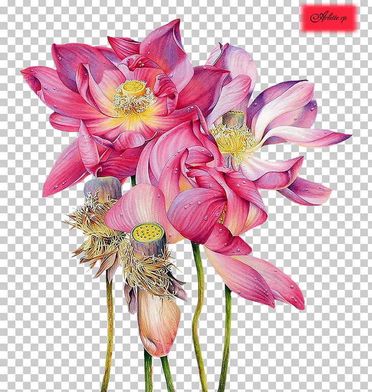Sacred Lotus Watercolor Painting Artist Illustrator PNG, Clipart, Annual Plant, Botany, Contemporary Art, Cut Flowers, Dahlia Free PNG Download