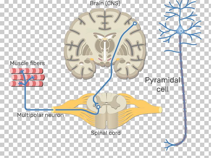 Somatic Nervous System Central Nervous System Motor Neuron Neural Pathway PNG, Clipart, Afferent Nerve Fiber, Anatomy, Angle, Autonomic Nervous System, Brain Free PNG Download
