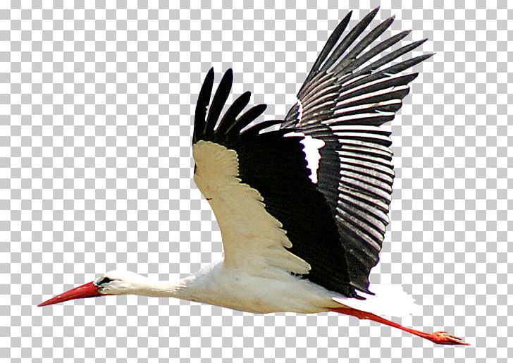 Stork PNG, Clipart, Stork Free PNG Download