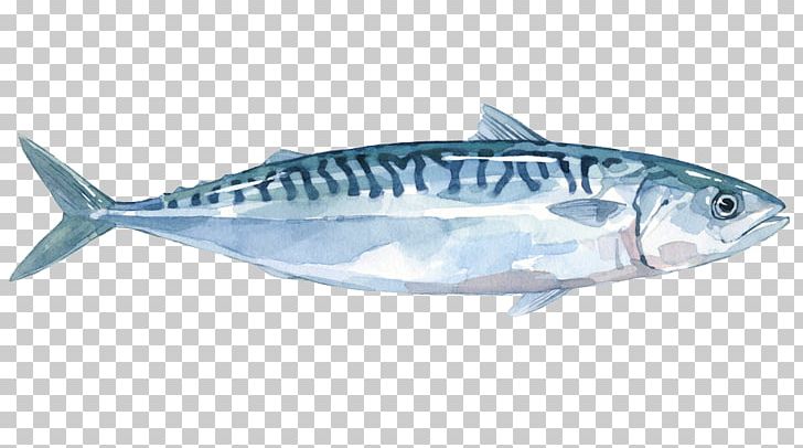 Thunnus Mackerel Sardine Fish Products Salmon PNG, Clipart, Anchovy, Animals, Atlantic Herring, Atlantic Mackerel, Bonito Free PNG Download