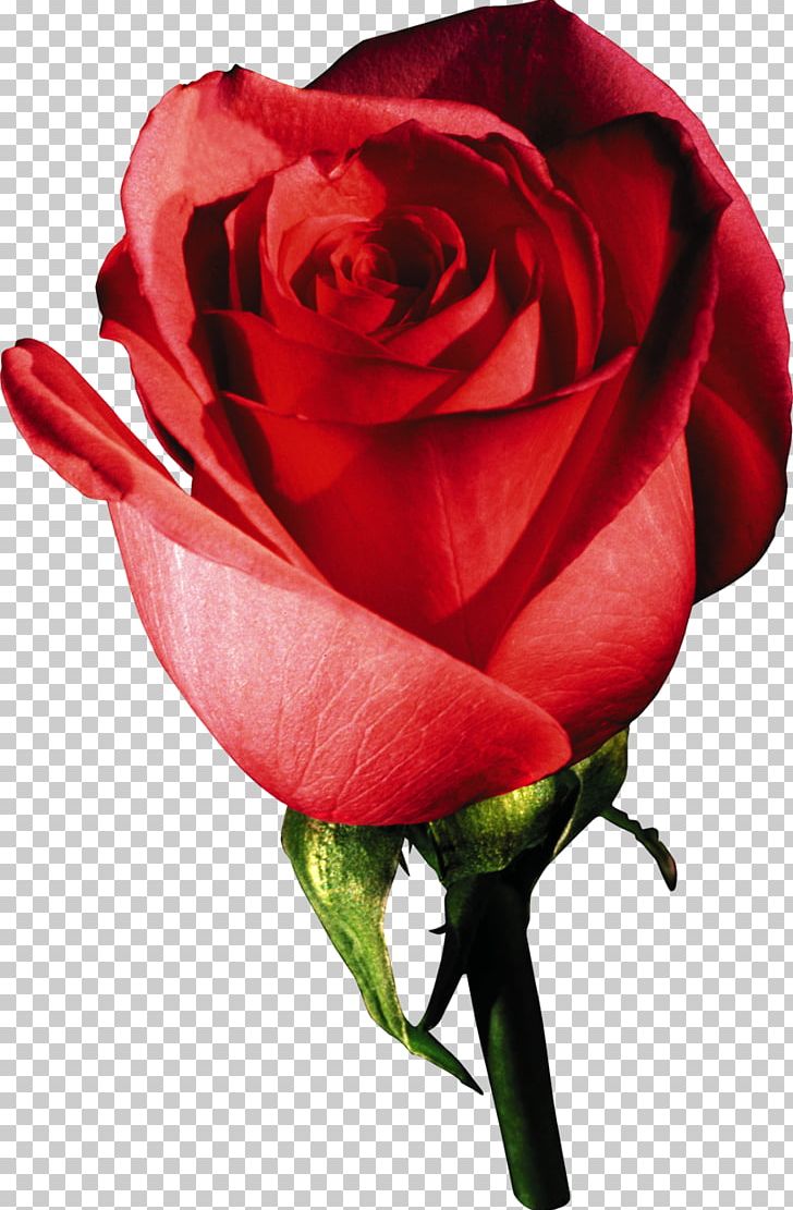Garden Roses Desktop PNG, Clipart, China Rose, Closeup, Cut Flowers, Desktop Wallpaper, Floribunda Free PNG Download