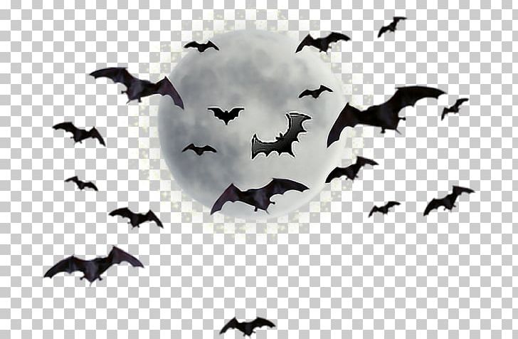 Joseph N. Goff House Museum And Cultural Center Supermoon PNG, Clipart, Animal Migration, Bat, Beak, Bird, Bird Migration Free PNG Download