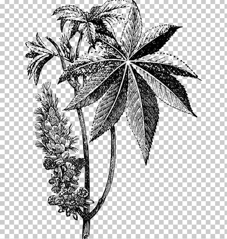 Ricinus Drawing Castor Oil Plant PNG, Clipart, Aconitum Napellus, Art, Black And White, Branch, Castor Oil Free PNG Download