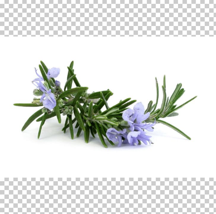 Rosemary Essential Oil Herb Carrier Oil PNG, Clipart, Carrier Oil, Doterra, Essential Oil, Flow, Flower Free PNG Download