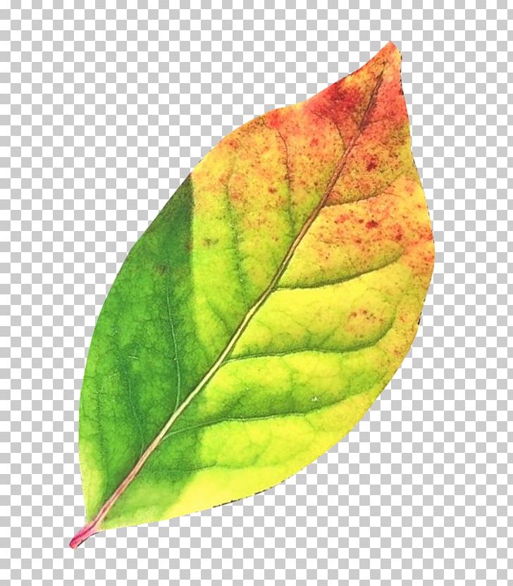 Leaf PNG, Clipart, Autumn, Autumn Leaf, Clip Art, Download, Gimp Free PNG Download