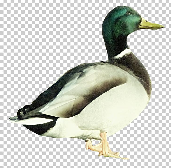 Mallard Duck PNG, Clipart, Animals, Beak, Bird, Donald Duck, Download Free PNG Download