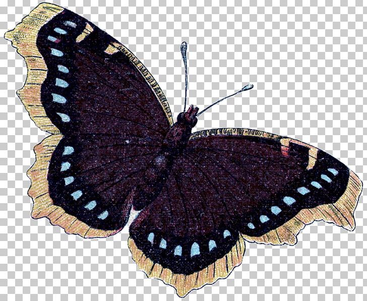 Monarch Butterfly Moth Nymphalidae Milkweeds PNG, Clipart, Airship Watercolor, Arthropod, Brush Footed Butterfly, Butterfly, Insect Free PNG Download