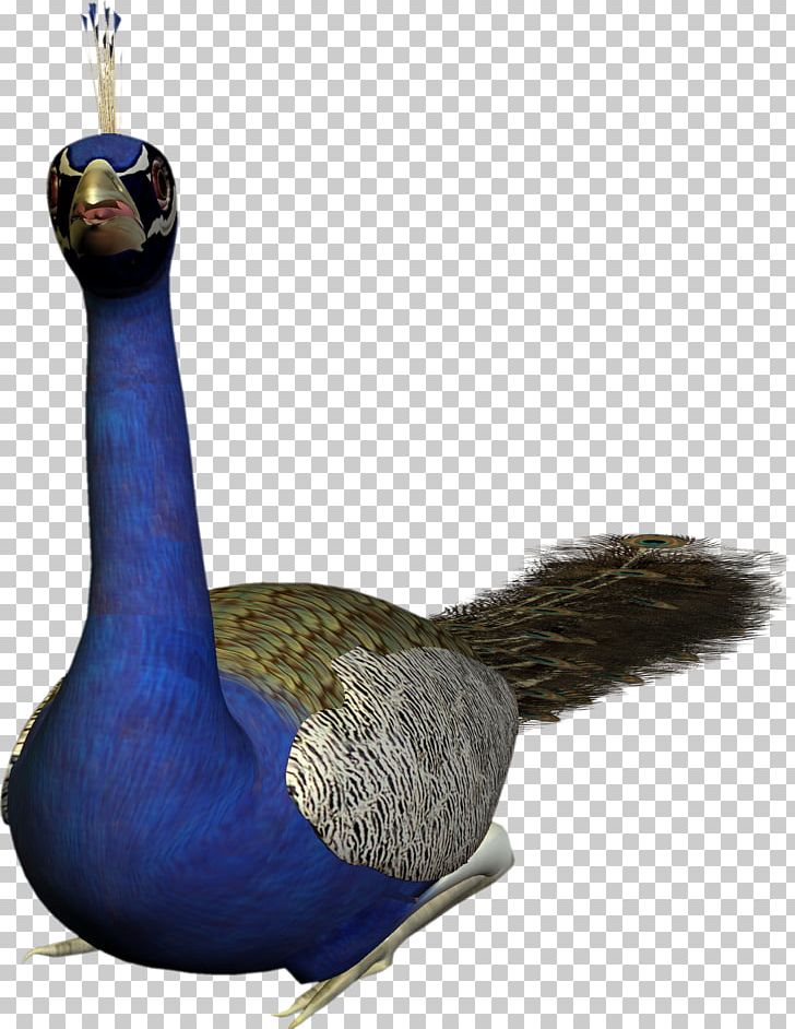 Bird Feather Peafowl Pavo Goose PNG, Clipart, Animal, Animals, Animation, Beak, Bird Free PNG Download