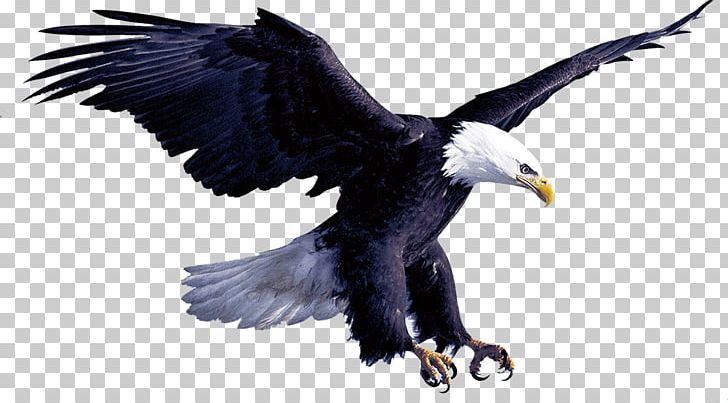 Eagle Flight Hawk PNG, Clipart, Accipitriformes, Animals, Bald Eagle, Beak, Big Free PNG Download