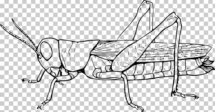 Insect The Ant And The Grasshopper Locust PNG, Clipart, Angle, Animal, Animals, Ant And The Grasshopper, Artwork Free PNG Download