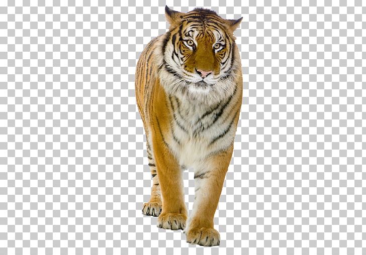 Tiger Lion Felidae Portable Network Graphics PNG, Clipart, Animals, Big Cats, Carnivoran, Cat, Cat Like Mammal Free PNG Download