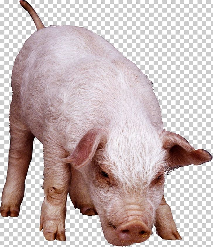 Domestic Pig Fodder PNG, Clipart, Animals, Digital Image, Domestic Pig, Fodder, Hog Free PNG Download