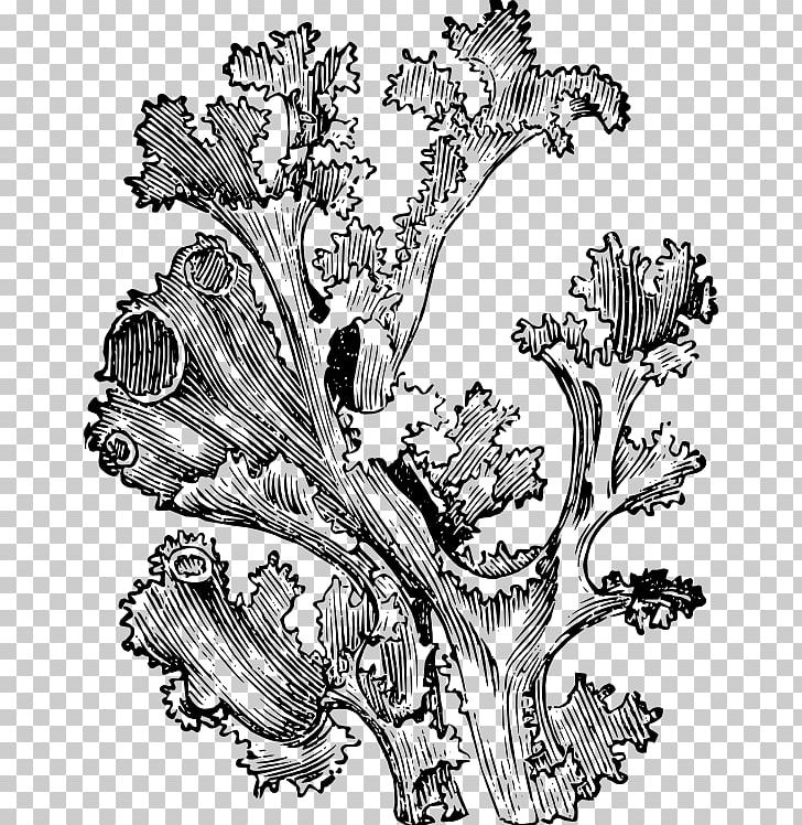 Drawing Iceland Moss Art Plant PNG, Clipart, Art, Artwork, Black And White, Branch, Cladonia Rangiferina Free PNG Download