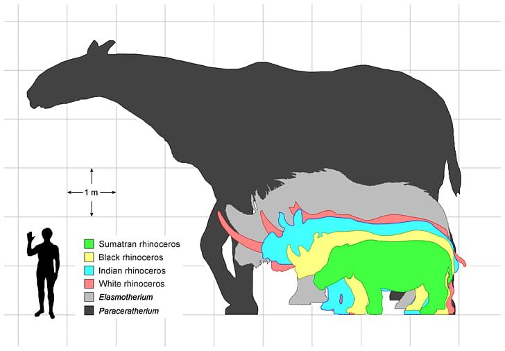 Elasmotherium Pliocene Pleistocene Unicorn Horn PNG, Clipart, Animal, Animals, Area, Cattle Like Mammal, Elasmotherium Free PNG Download
