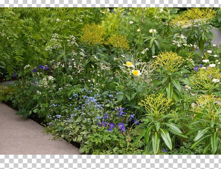 Garden Groundcover Lawn Wildflower Herb PNG, Clipart, Annual Plant, Flora, Flower, Garden, Grass Free PNG Download