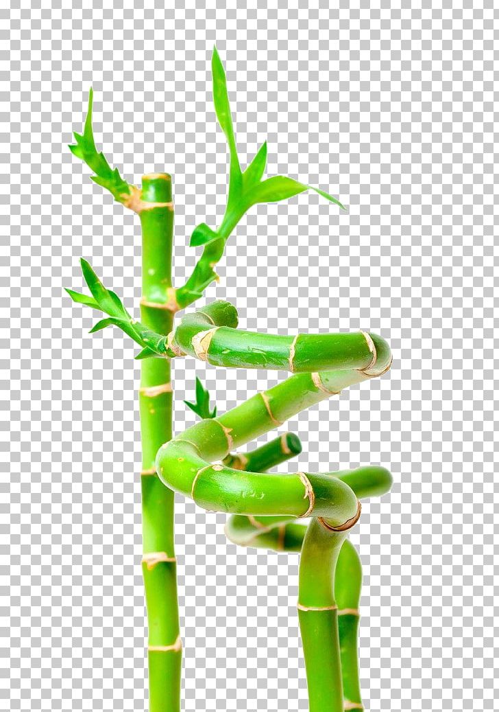 Lucky Bamboo Stock Photography Plant PNG, Clipart, Alamy, Bamboe, Bamboo, Bamboo, Bamboo Leaves Free PNG Download