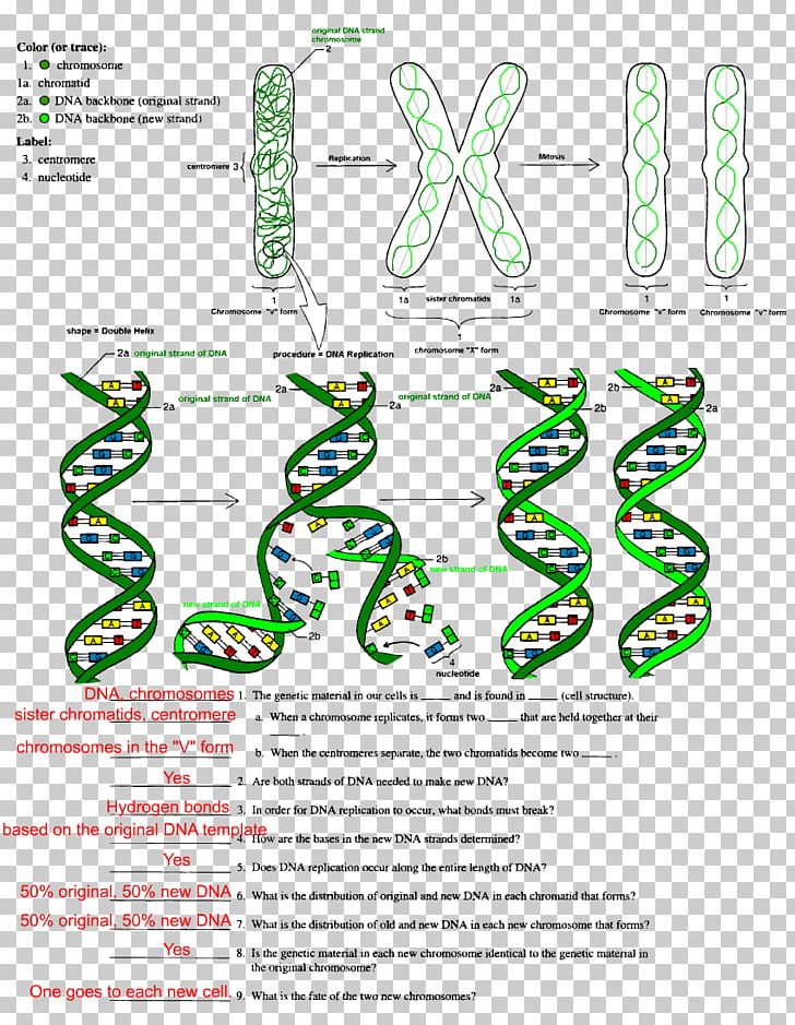 dna replication diagram worksheet