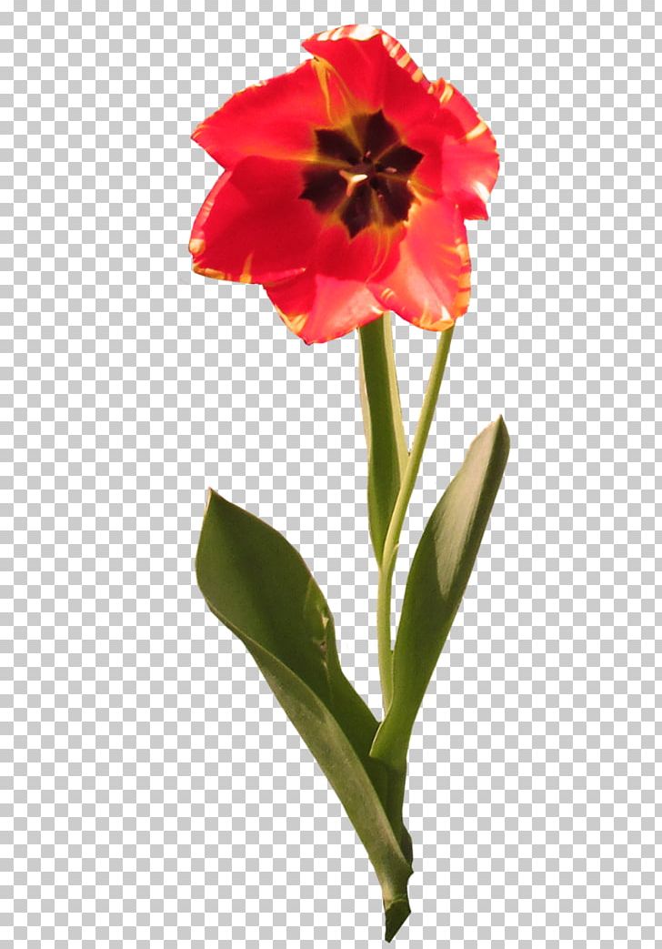 Jersey Lily Cut Flowers Tulip Belladonna Plant Stem PNG, Clipart, Amaryllis, Amaryllis Belladonna, Amaryllis Family, Belladonna, Cut Flowers Free PNG Download