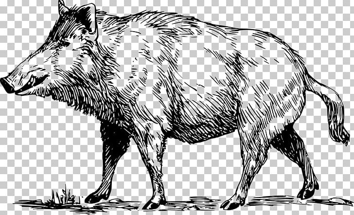 Wild Boar Common Warthog PNG, Clipart, Black And White, Boar, Can Stock Photo, Cattle Like Mammal, Common Warthog Free PNG Download