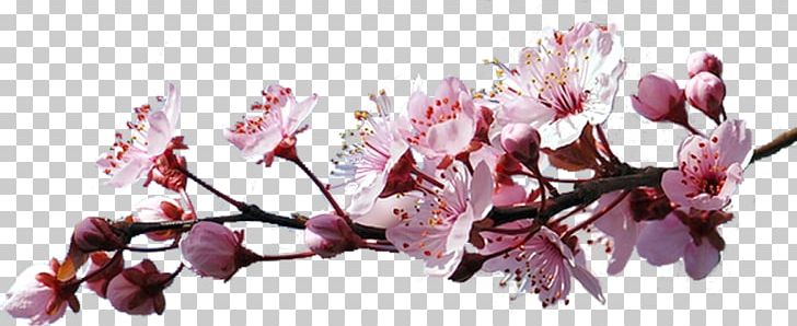 Cherry Blossom Cerasus PNG, Clipart, Blossom, Branch, Che, Cherry, Computer Icons Free PNG Download