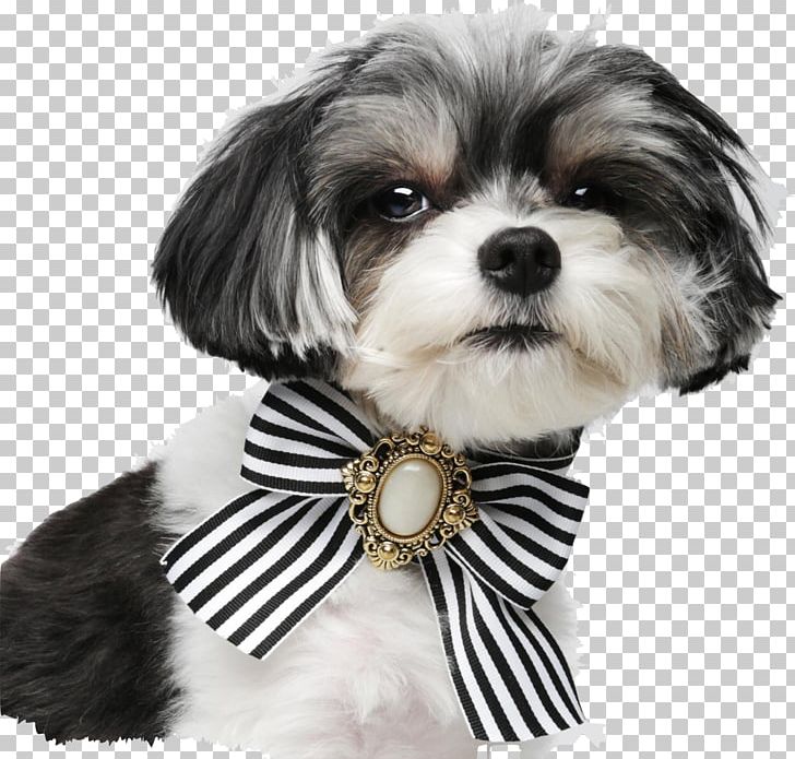 Dog Breed Shih Tzu Lhasa Apso Havanese Dog Morkie PNG, Clipart, Animals, Breed, Carnivoran, Collar, Companion Dog Free PNG Download