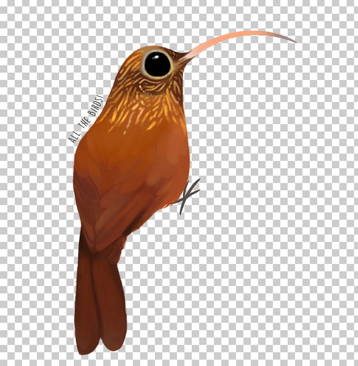 Fauna Hummingbird M Beak Feather PNG, Clipart, Animals, Beak, Bird, Fauna, Feather Free PNG Download