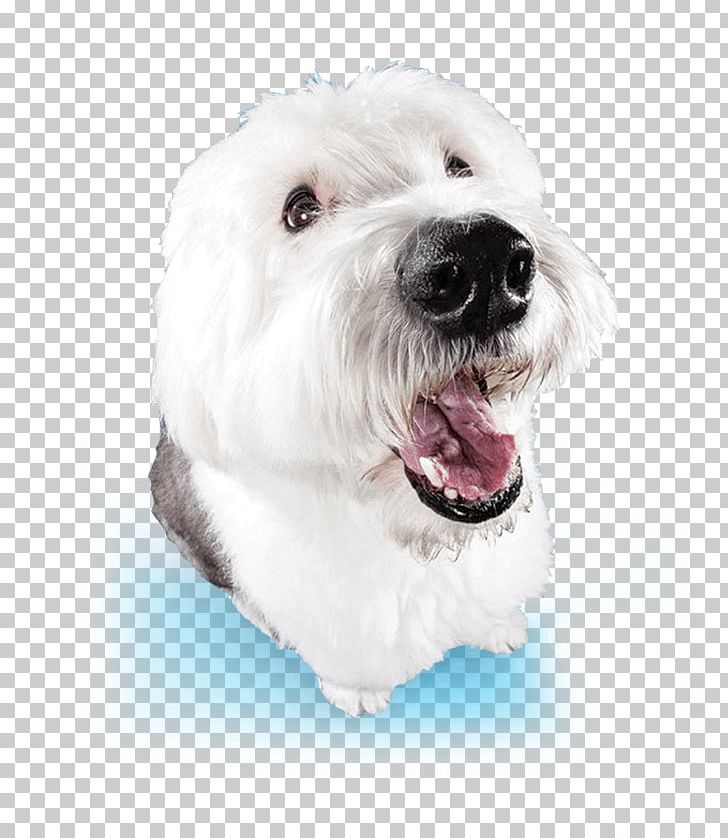 Maltese Dog Havanese Dog West Highland White Terrier Dandie Dinmont Terrier Coton De Tulear PNG, Clipart, Bathing, Bichon, Breed, Cachorro, Carnivoran Free PNG Download